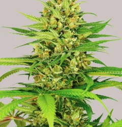 seed banks that ship to usa1