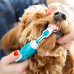 Pet Dental Cleaning near me